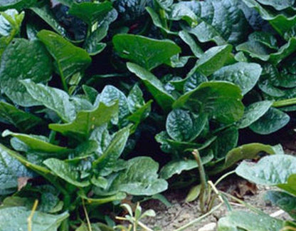 Unknown (50 Pack) Malabar Spinach Green Stem Variety - Seed Leafy Green Spinach - Non-GMO - Open Pollinated Seeds