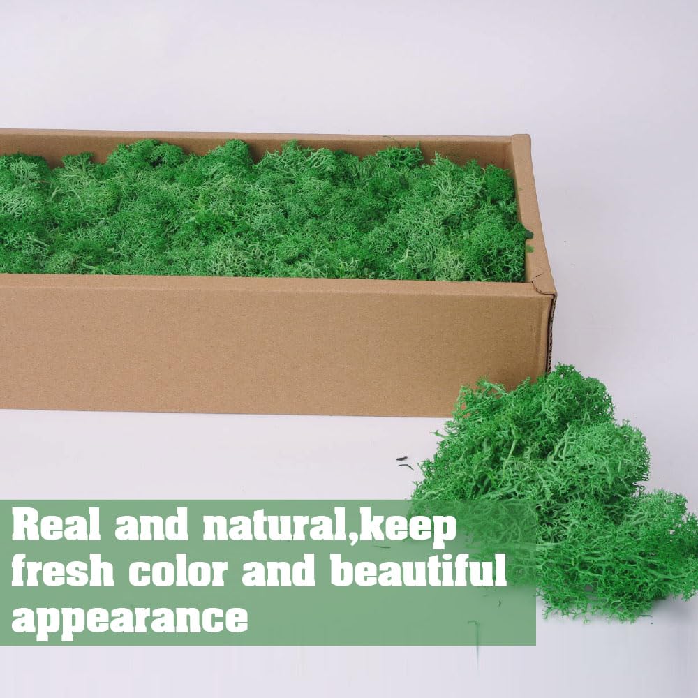 Preserved Reindeer Craft Moss-17.6oz Natural Green DIY Kit Gardenning Art Wall Florist Moss Terrariums Gardenning Decor Landscape Garden Decor(Leaf Green 17.6 OZ)