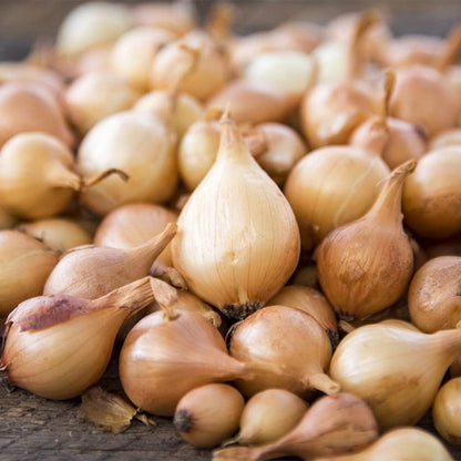 Bulb Sets, Sets, 100 Count, Bulb Sets Onion Yellow Onion Onion to Plant and Grow Onions in Your Home Garden.COOL BEANS