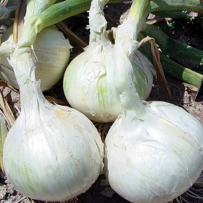 3 Sets (Bulbs) 1/2 (~50 Sets) 2026 TomorrowSeeds - Colors Mix Onion - Pound - Fresh Crop, Stored Cold, for Planting