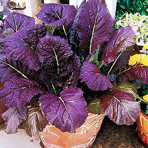 (25 Count) Red Giant Mustard Green Seeds COOL BEANS N SPROUTS Brand. Home Gardening.