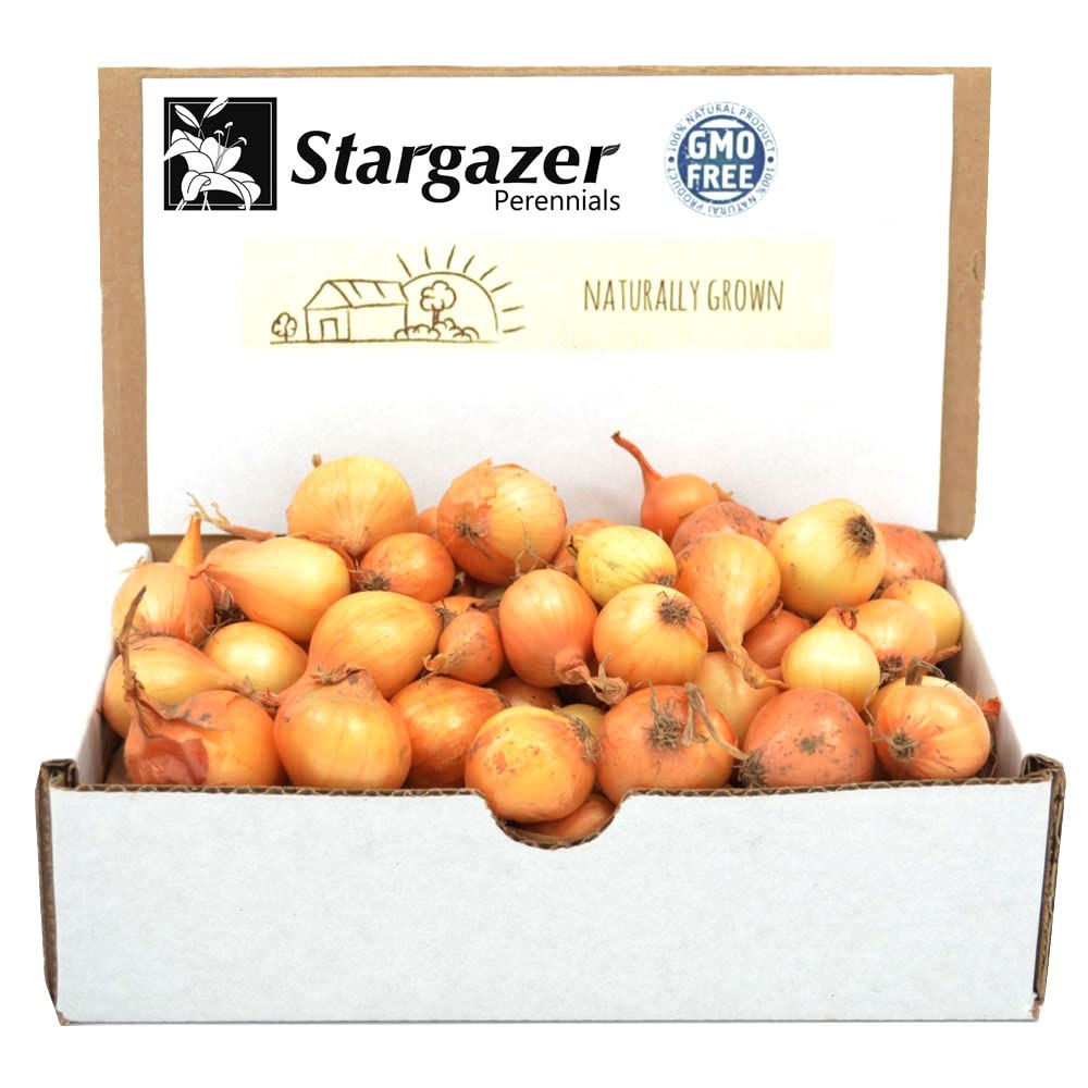 Sets 50-60 Bulbs, 8oz, Yellow Onion for Planting - Non-GMO Stuttgarter USA Grown - Stargazer Perennials