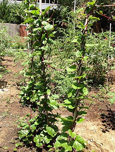 Harley Seeds 30 Malabar Red Stem Spinach Seeds Herb Heirloom Non-GMO Phooi Leaf, Red Vine, Alugbati, Vietnamese, from