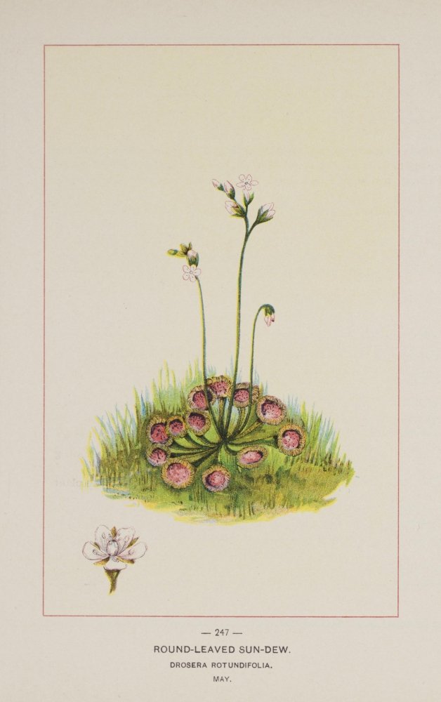 Wild Flowers of America 1894 Round-leaved Sun-dew Poster Print by Unknown (18 x 24)