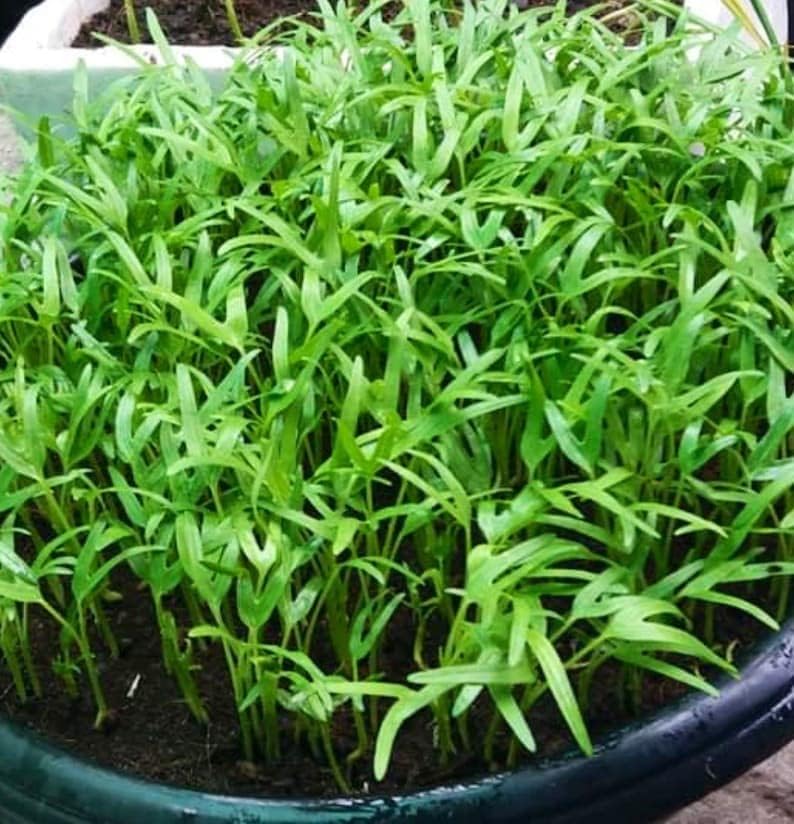 Generic 600 (30g) Seeds Kangkong Seeds - Rau Muong - Ong Choy - Morning Glory - Chinese Water Spinach Seeds | Non-GMO |