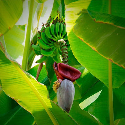 (4 Pack) Banana Trees Grand Nain | Easy to Grow Banana Plants | Edible Fruit Live Plant for Sustainable Living | Grow