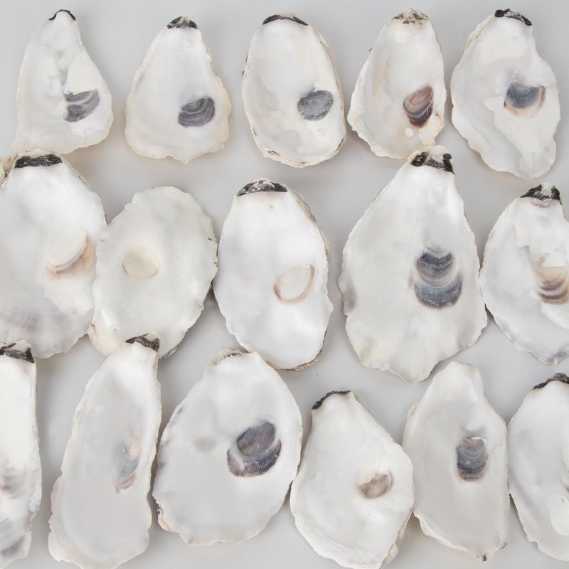 20 PCS Flat Oyster Shells for Crafts 3"-5" Natural Oyster Shells Bulk, for Home Vase Filler, Xmas Ornaments, DIY Arts and Crafts Sea Shells