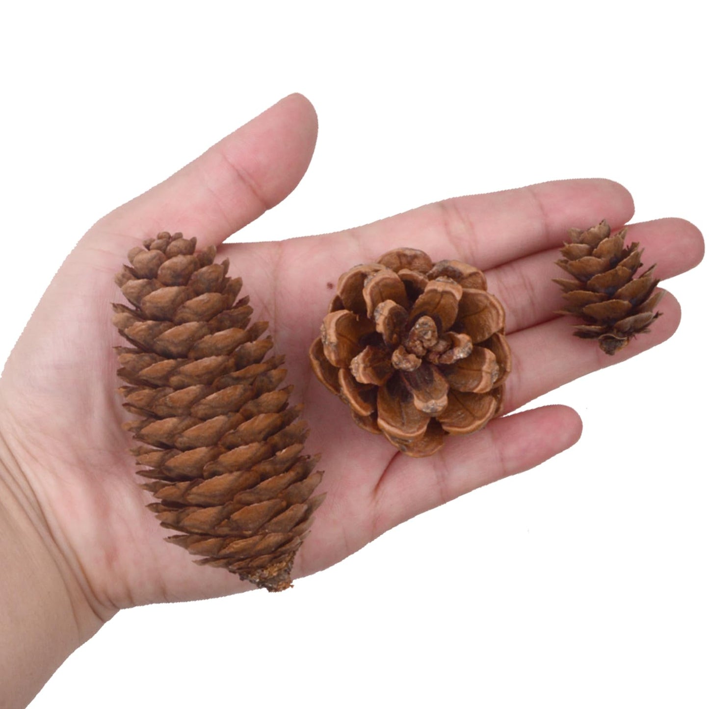 120PCS Natural Pine Cones for Decorating, 1" ~ 3.15" Inch Tall Mini Pinecones for Crafts, Tree Ornaments, Wreath, Wedding, Vase Fillers, Garland & Holiday Centerpieces (Fall/Winter/Xmas) Decor
