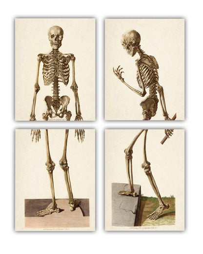 Two Skeletons - Antique Science Lab Wall Prints, Classic Medical Orthopedic and Nursing Student Accessories, Horror Theme Halloween Party Decor and Gift, Set of 4 Photos 8x10 Unframed Art Print Poster