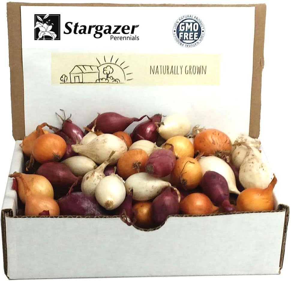 Sets, 8 oz, Non-GMO Onion Red, White, Yellow Mix, Home Garden Assortment, Planting Guide Included, Stargazer Perennials
