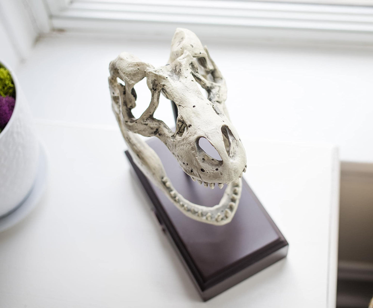 Jurassic World Tyrannosaurus Rex Skull Resin Replica - 9x8-Inch TRex Dinosaur Head Statue - Realistic Model Skeleton Decoration - Home & Office Decor, Shelf Display - Decorative Dino Fossil Sculpture