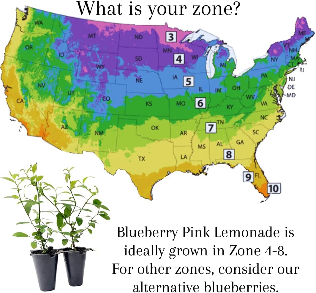 (4 Pack) Pink Lemonade Blueberry Bushes Live Plants for Planting, Unique Pink Berries, Sweet Flavor, High-Yielding