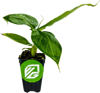 Truly Tiny Banana Live Plant - Musa 'Truly Tiny' by Wellspring Gardens - Petite Beauty, Edible Bananas, Red