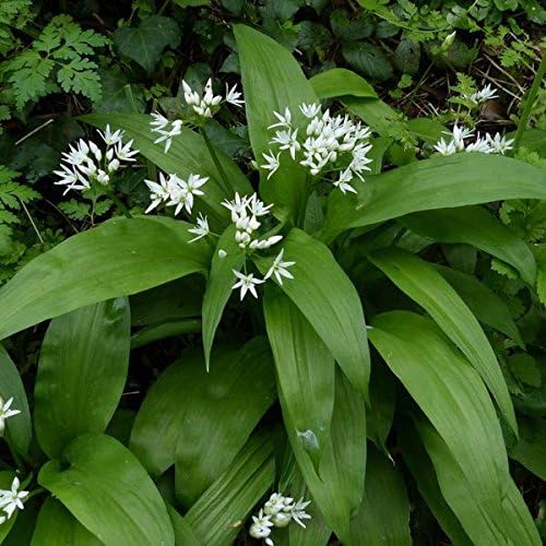 Packet 10 Palm Beach Medicinal Herbs - Bear's Garlic (Alium ursinum) - of Seeds