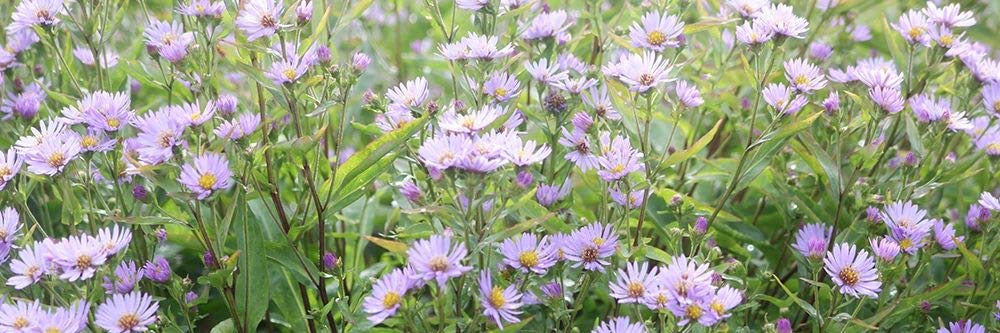 Posterazzi Collection Daisy Field Poster Print by Anna Coppel (24 x 8)