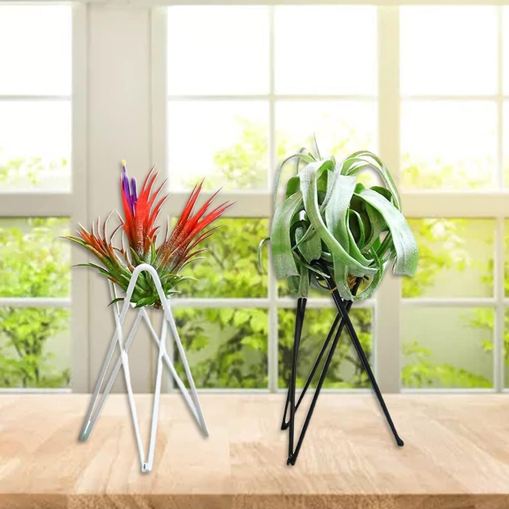 White Metal Air Plant Holder, Geometric Iron Tillandsia Stand, Art Display Home Garden Ornaments for Plant