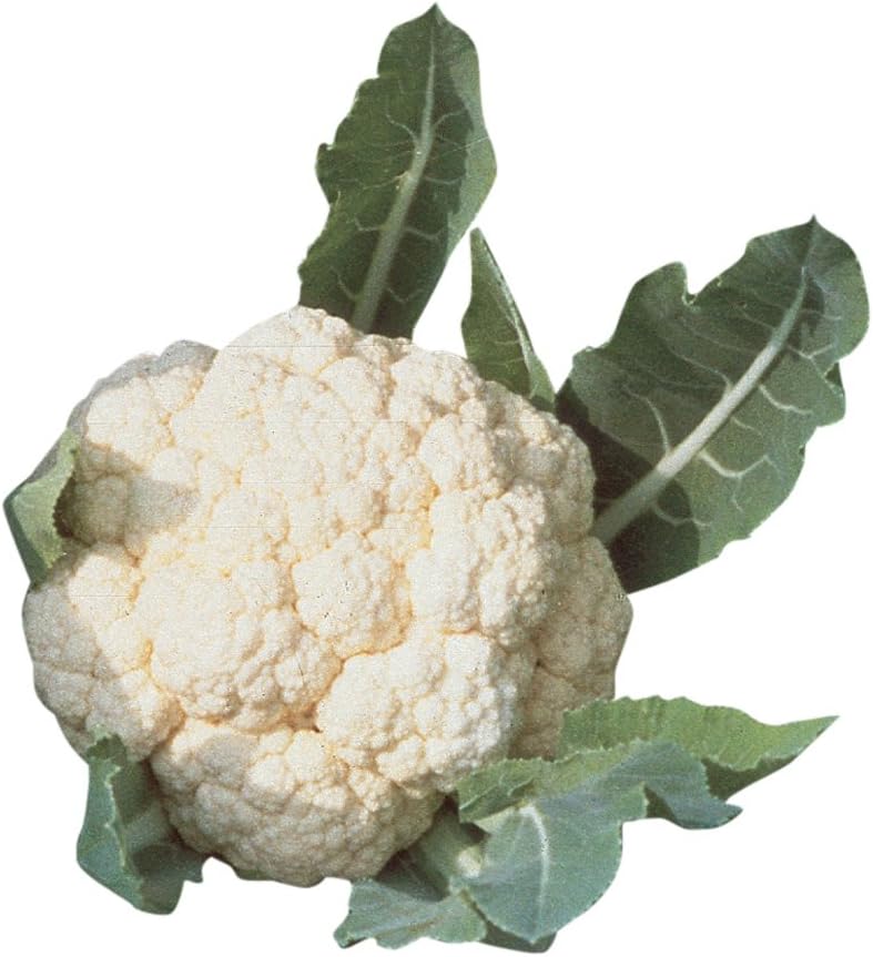 100 Burpee Snowball Self-Blanching Cauliflower Seeds seeds