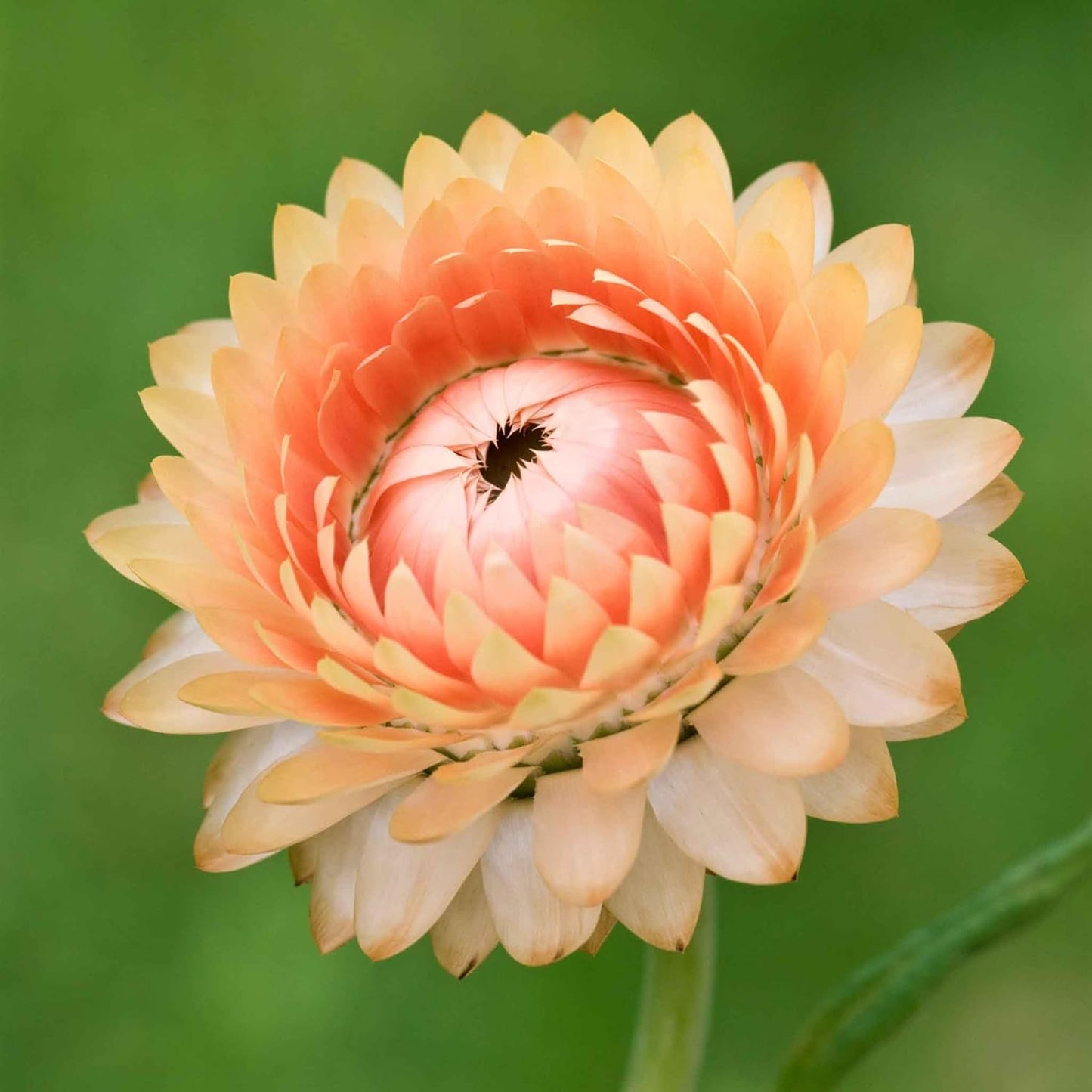 Eden Brothers Strawflower Seeds - King Size Salmon