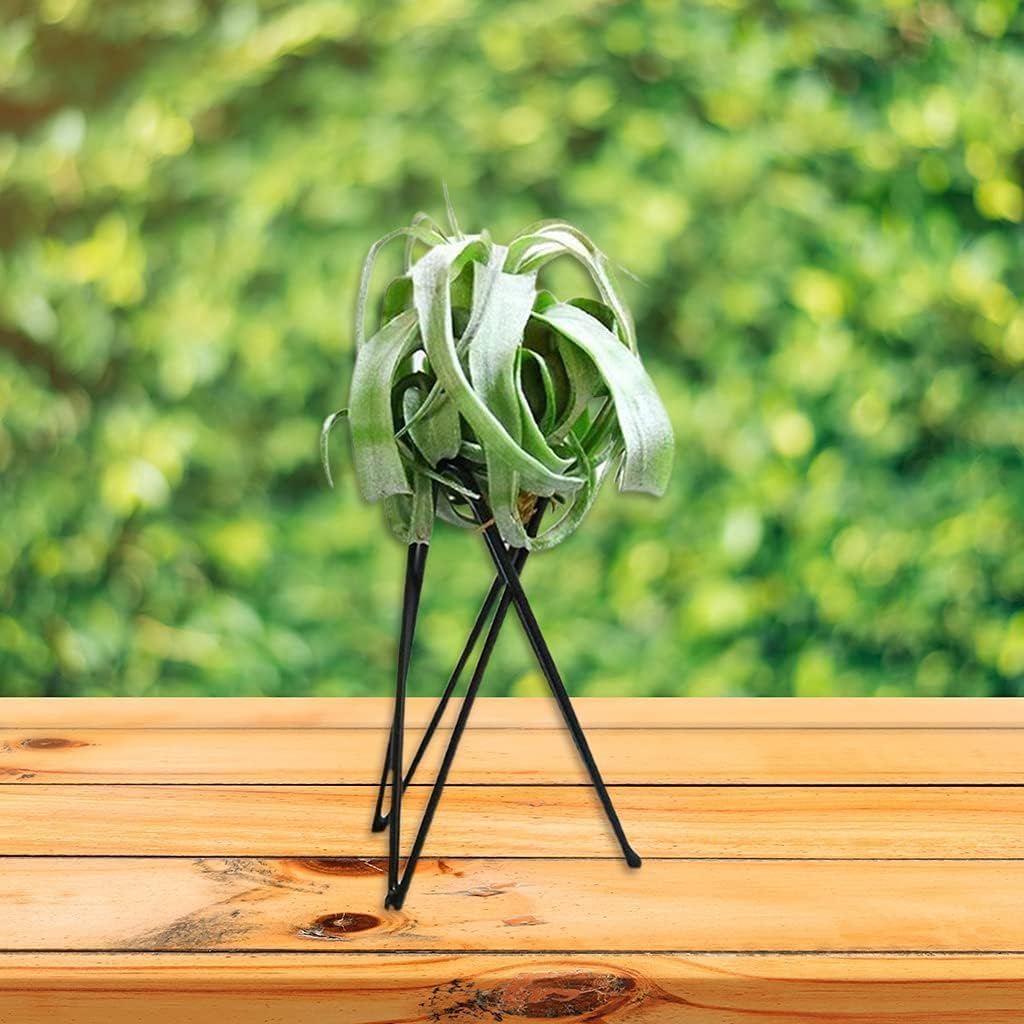White Metal Air Plant Holder, Geometric Iron Tillandsia Stand, Art Display Home Garden Ornaments for Plant