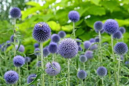 Echinops Ritro Blue Globe Thistle Seeds - 25+ Premium Southern Globethistle Flowers for Garden Planting