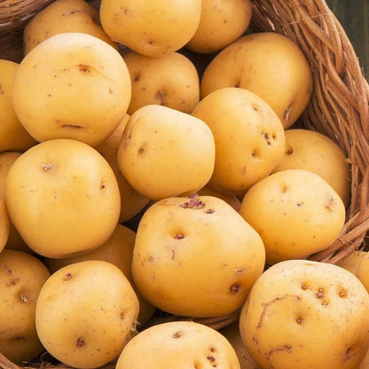 Bulbs 2026-1 TomorrowSeeds - Kennebec Seed Potatoes - USDA Certified for Growers Size B Non GMO Chipping White Potato