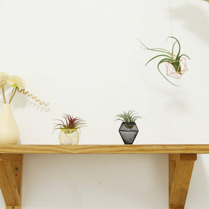 ROJAX Pack 3 3 5 5 of Air Plant Metal Stand, Black, Rose Gold, Indoor/Outdoor, in H x in W x in D