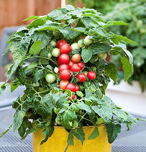 Harley Seeds 30 Dwarf Red Robin Tomato Seeds, Heirloom Non-GMO, Sweet, Low Acid, Determinate, Open-Pollinated
