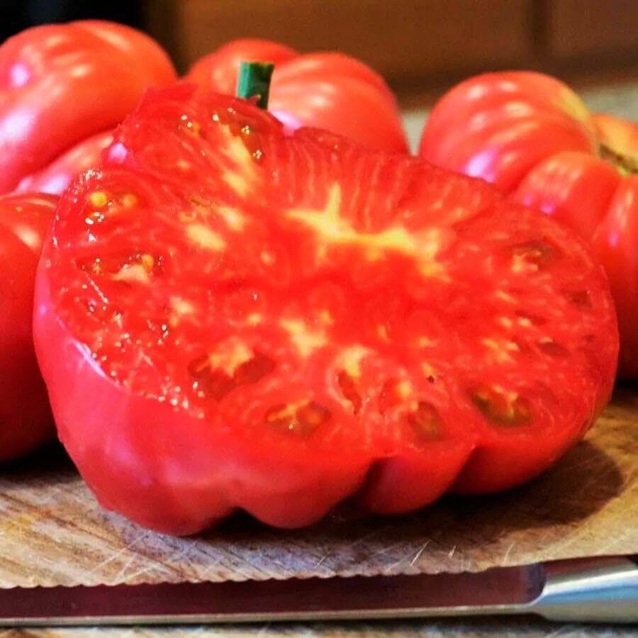 500+ Count 2026 TomorrowSeeds - Giant Beefsteak Tomato Seeds - - for Planting Determinate Heirloom Red Beef Steak