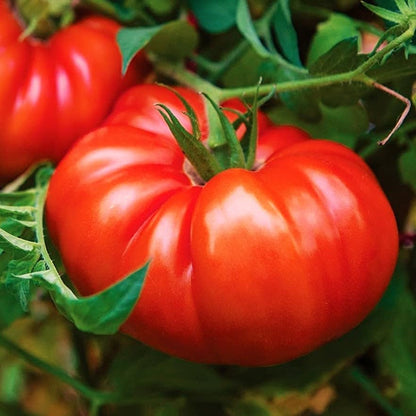 500+ Count 2026 TomorrowSeeds - Giant Beefsteak Tomato Seeds - - for Planting Determinate Heirloom Red Beef Steak