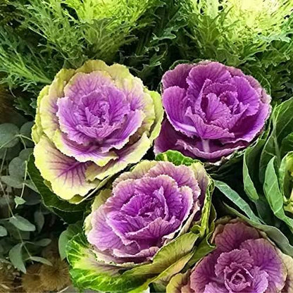 KIRA SEEDS Seeds Flowering Kale Large Leaf Mix - Heirloom Vegetable - GMO Free