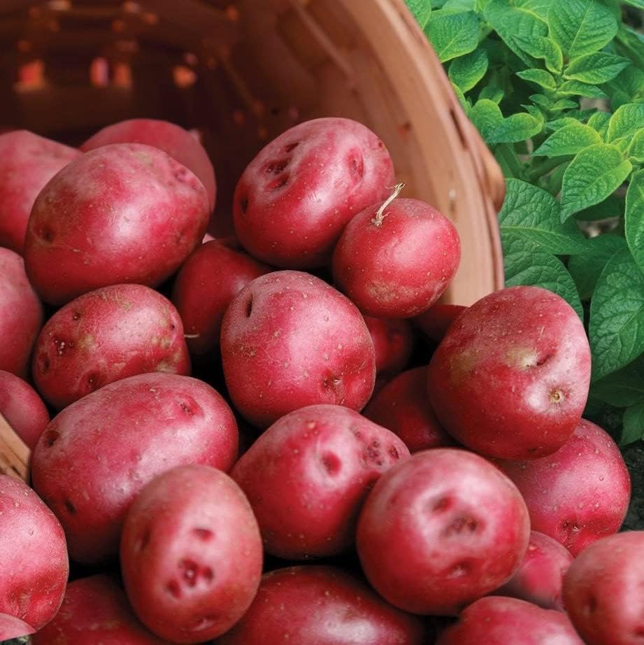 Bulbs 2026-5 TomorrowSeeds - Pontiac Red Seed Potatoes - USDA Certified for Growers Size B NonGMO Potato Tubers Growing