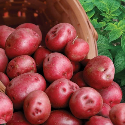 Bulbs 2026-2 TomorrowSeeds - Pontiac Red Seed Potatoes - USDA Certified for Growers Size B NonGMO Potato Tubers Growing