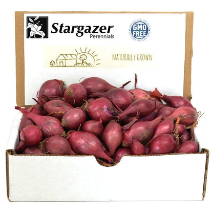 Sets, 8 oz, Bulbs, 50-60 Count Red Baron Red Onion Non-GMO Stargazer Perennials