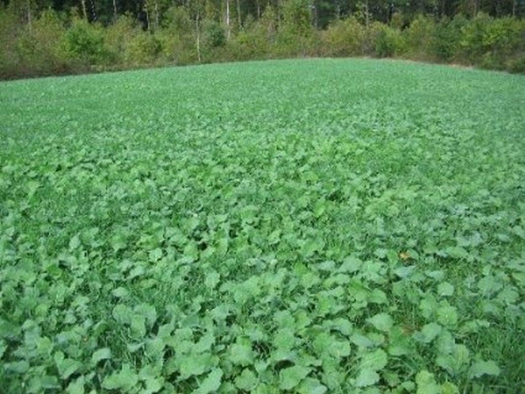 Dwarf Essex Rape Seed Tasting(1000 A Cross Between a Turnip and a Kale - Great - Seeds)