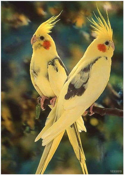 YEEIFFD 5D Diamond Painting Kits Birds by Number Kits, Parrot Diamond Painting Kits, DIY Full Drill Diamond Painting Animals Cockatiel Diamond Dots Diamond Art Kits for Home Decor 12x16 in