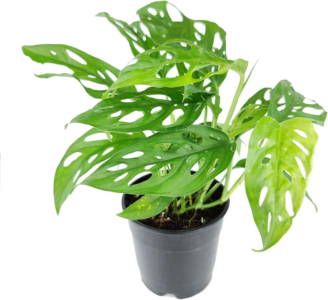 (4" Monstera Adansonii 'Swiss Cheese' Minimalist Pot w. Saucer) - Air-Purifying Houseplant with White Flowers - Live