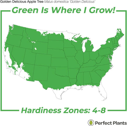 1 Perfect Plants Golden Delicious Apple Tree Gallon | Live Fruit Trees for Outdoor Planting | Self Fertile & Easy