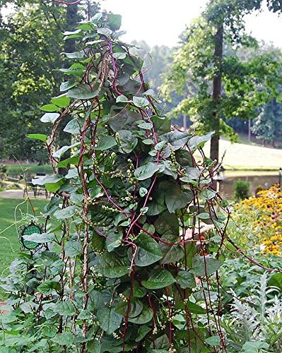 Harley Seeds 30 Malabar Red Stem Spinach Seeds Herb Heirloom Non-GMO Phooi Leaf, Red Vine, Alugbati, Vietnamese, from