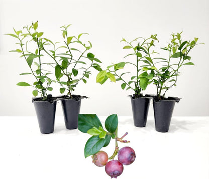 (4 Pack) Pink Lemonade Blueberry Bushes Live Plants for Planting, Unique Pink Berries, Sweet Flavor, High-Yielding