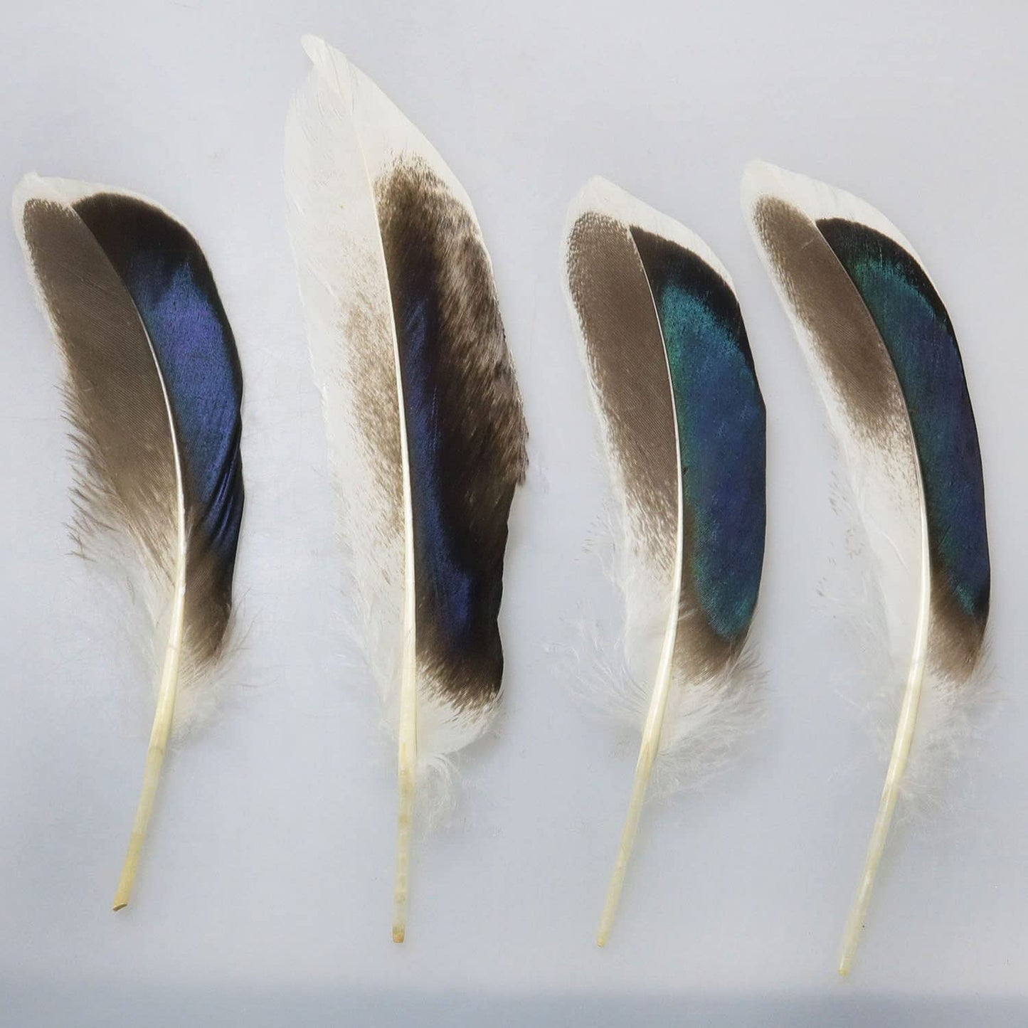 LUORNG 150PCS Duck Feathers, Natural Feather for DIY Craft Art, Decor Feathers for Carnival Halloween Handwork Clothing Costumes Hair Hats Crafts Home Wedding Party Decoration