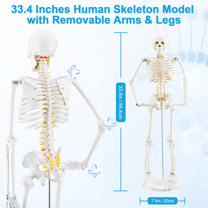 TYRRDE 33.4-Inch Human Skeleton Model – Mini Skeleton Anatomy Model with Nerves, Removable Arms & Legs, Scientific Study Painted Skeleton Model for Clear, Realistic Details with Display Base (Beige)