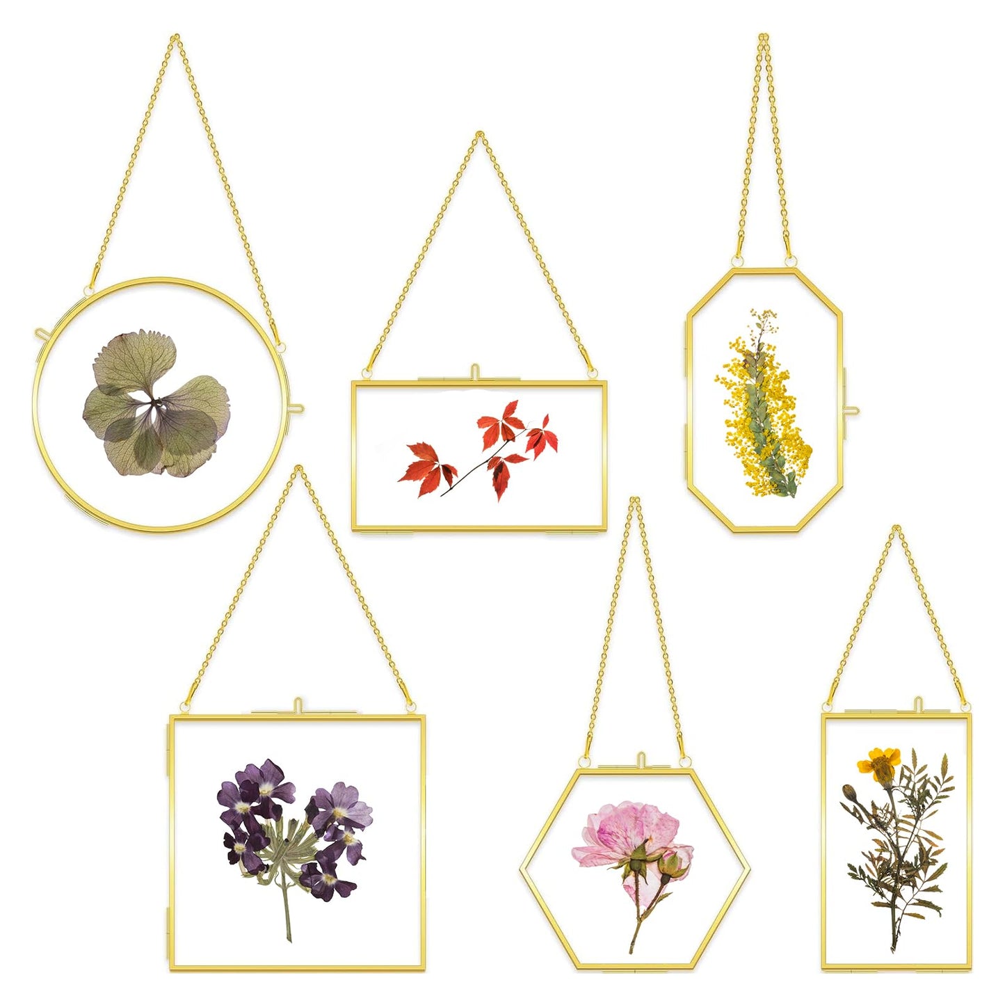 Voittozege 6 Pcs Double Glass Frame for Pressed Flowers, 6 Different Golden Hanging Glass Picture Frames with Chain Gold Floating Frames Artwork Display for Gallery Wall Decor Dried Plant Leaf