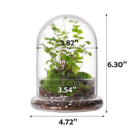 WHJY 6 inches Glass Cloche for Indoor Plants Small Terrarium Glass Cloche with Base Mini Cloche Dome with Base for Display Home Decor