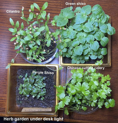 HipGirl 2026 Bird-200 #1,Purple/Red-1g) Early Perilla Seeds for Planting/Shiso Seeds for Planting.Heirloom Non GMO Seed