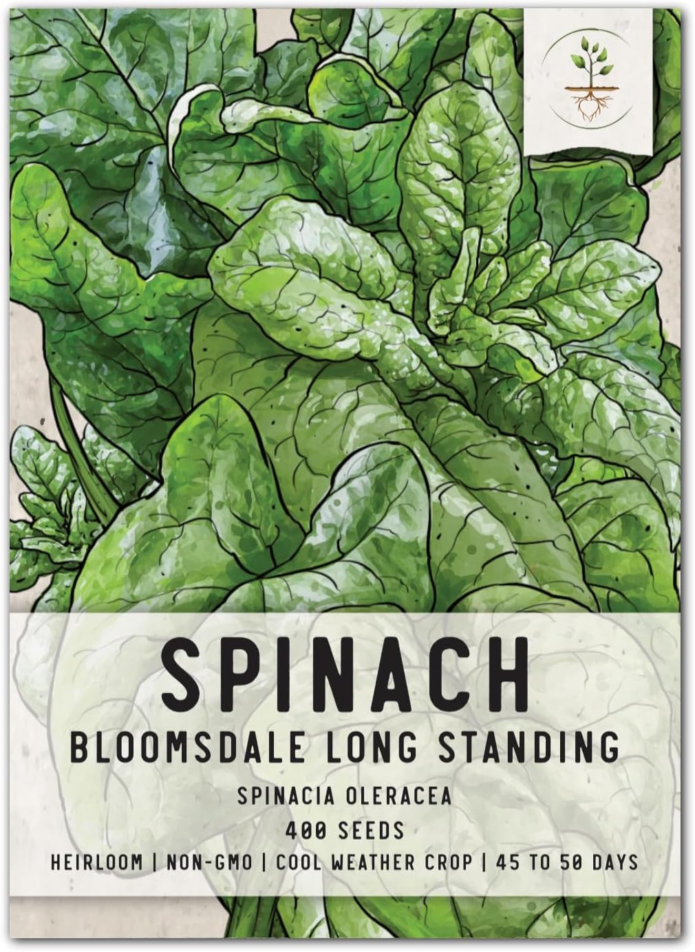 250 (1 Pack) Seed Needs, Bloomsdale Long Standing Spinach Seeds - Heirloom Seeds for Planting Spinacia oleracea