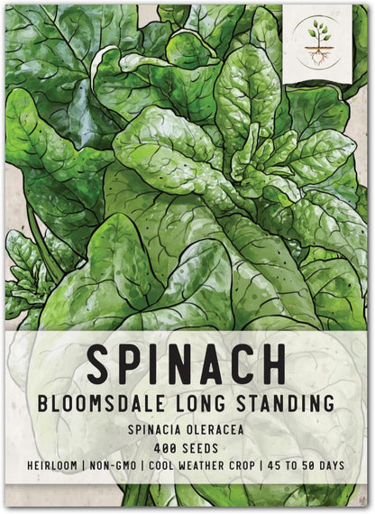 250 (1 Pack) Seed Needs, Bloomsdale Long Standing Spinach Seeds - Heirloom Seeds for Planting Spinacia oleracea