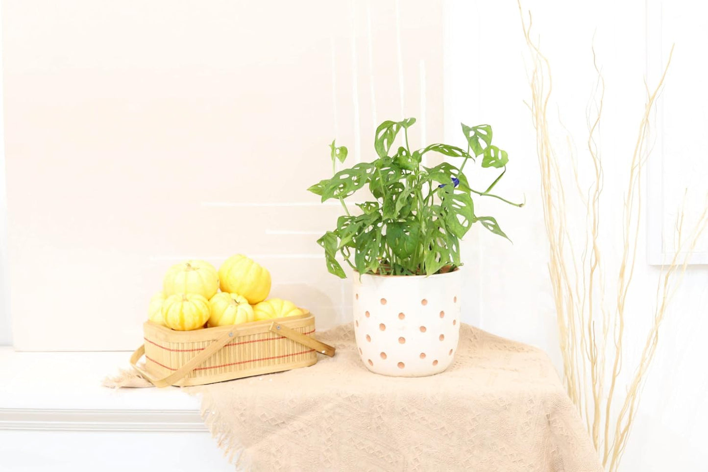 (4" Monstera Adansonii 'Swiss Cheese' Minimalist Pot w. Saucer) - Air-Purifying Houseplant with White Flowers - Live
