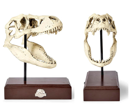 Jurassic World Tyrannosaurus Rex Skull Resin Replica - 9x8-Inch TRex Dinosaur Head Statue - Realistic Model Skeleton Decoration - Home & Office Decor, Shelf Display - Decorative Dino Fossil Sculpture