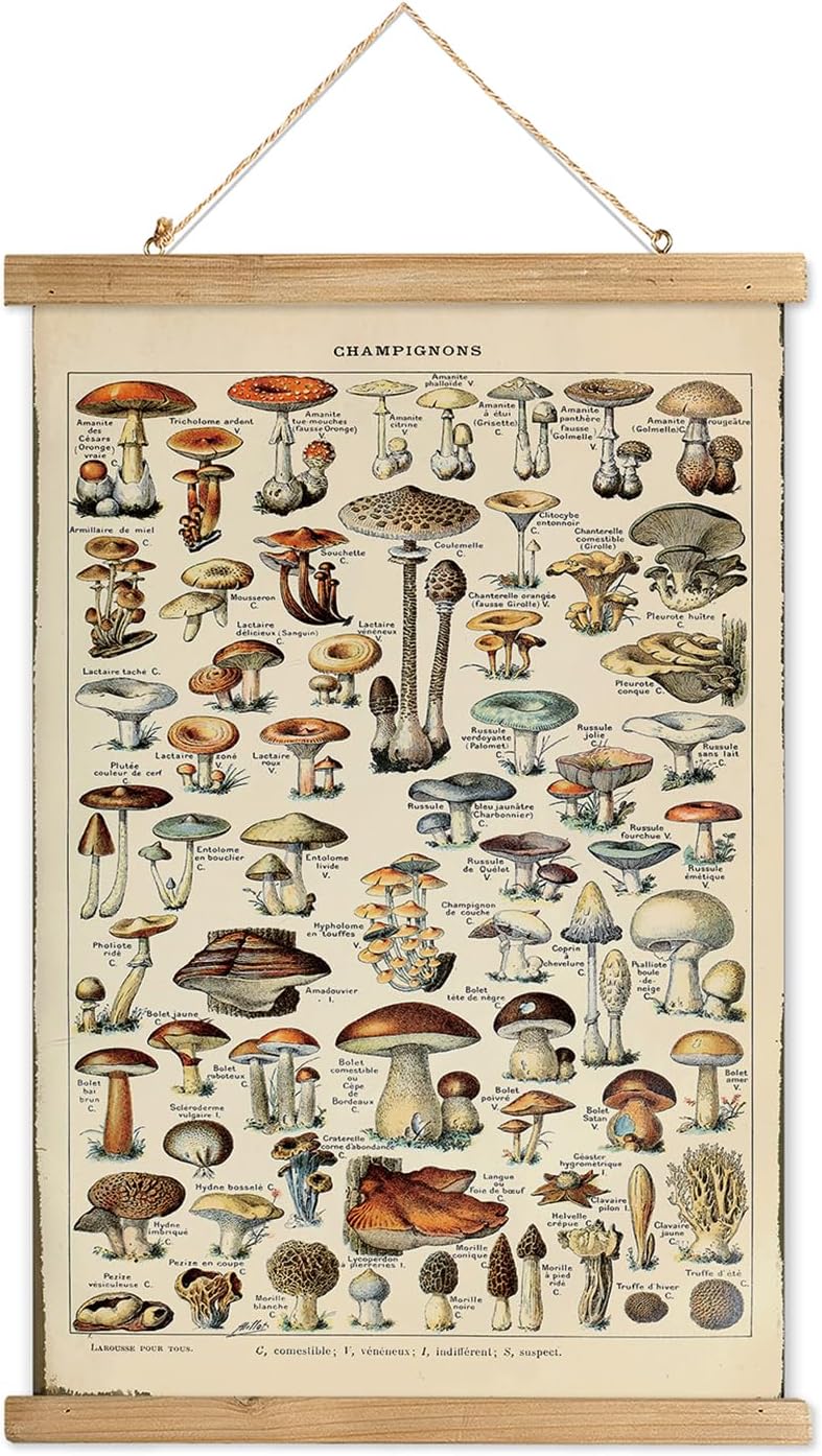12 16 Inches XIAOAIKA Vintage Mushroom Poster with Wooden Frame - Classic Botanical Print with Variety of Fungi Species