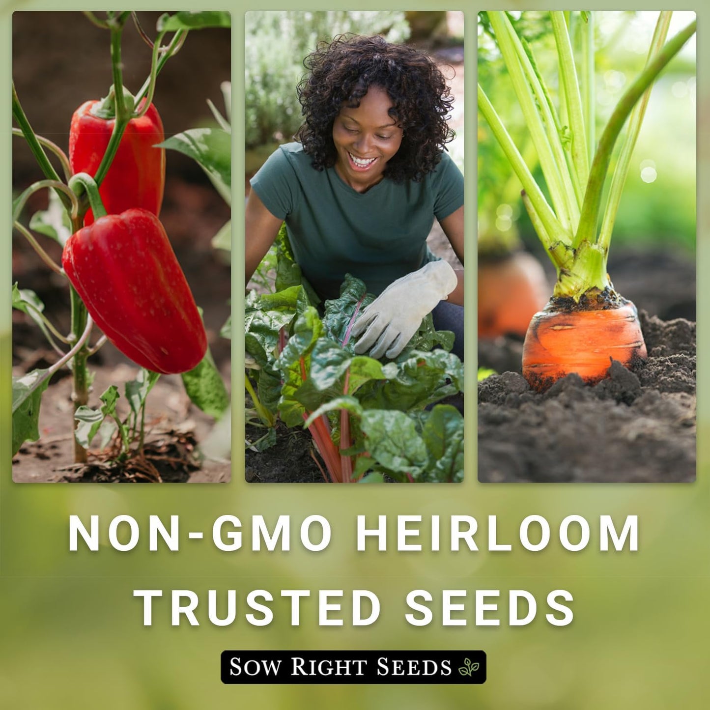 Packet (2) Sow Right Seeds - Red Russian Kale Seeds for Planting - Non-GMO Heirloom with Instructions to Plant a Home